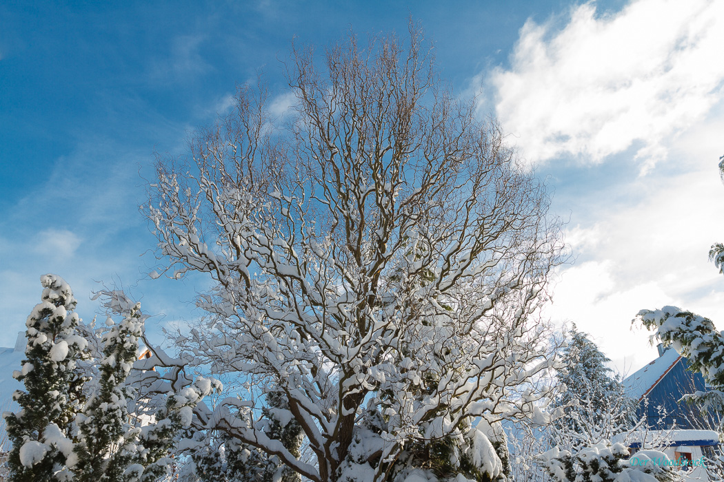 Winter im Garten