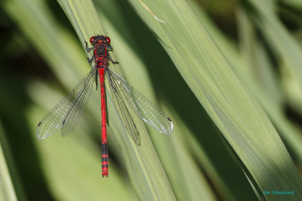 Libelle am Froschteich