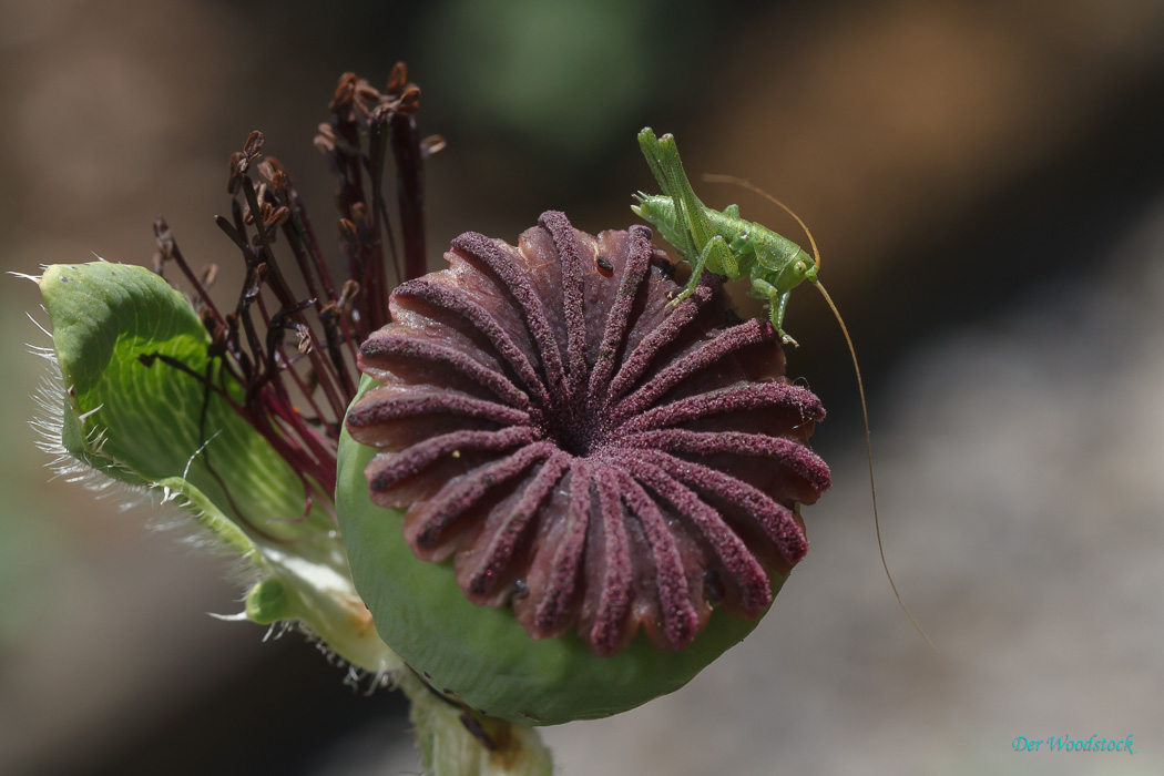 Grashüpfer auf Mohn